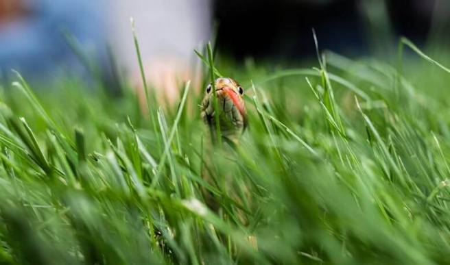 Implicit Bias the snake in the grass of the research ecosystem